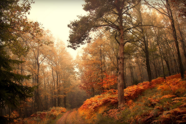 Цвета осени