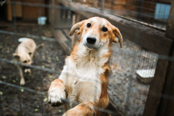 Православная молодежь Набережных Челнов посетила приют для бездомных животных «Азира»