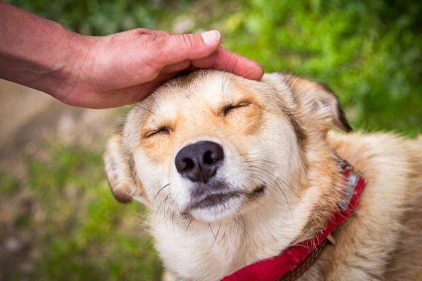 Волонтеры казанского прихода преподобного Серафима Саровского оказывают помощь приютам для бездомных животных