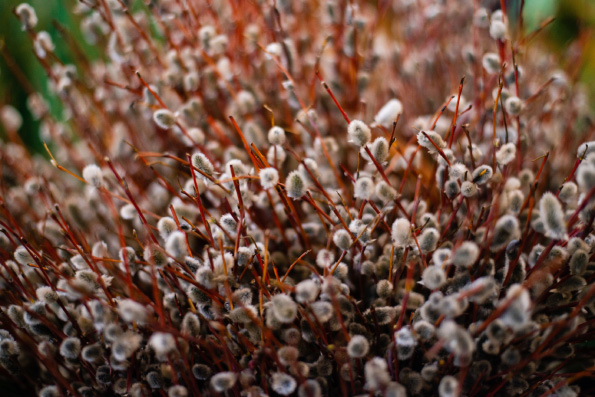 Верующие могут освятить вербы в домашних условиях